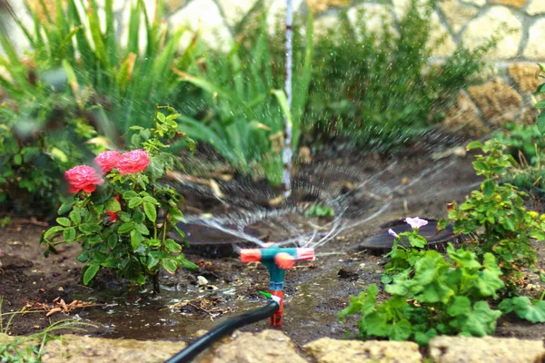 Regar Plantas Jardim Com Uma Plataforma Giratória Irrigação Flores Jardim — Fotografia de Stock