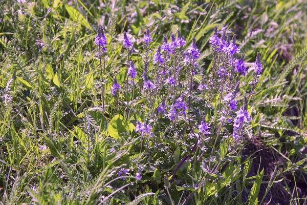 Şifalı bitkiler kekik. Zavallı sindirim, böbrek rahatsızlıkları ile bağırsak şişme ile iç,