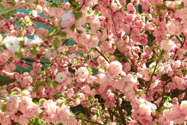 sığ bir pembe gül güzel çiçekli çalı. Bahçe çiçek açan bahar