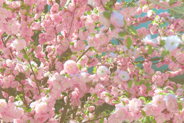 Mooie Bloeiende Struik Van Een Ondiepe Roze Roos Lente Tuin — Stockfoto