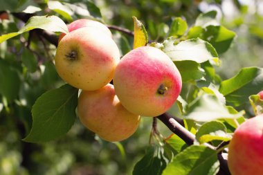 Dal - fotoğraf olgun elma ağacı, meyve elma arka plan üzerinde taze olgun elma. Seçici odak