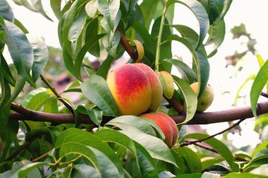 Taze olgun şeftali - olgun şeftali ağacı, seçici odak üzerinde fotoğrafı