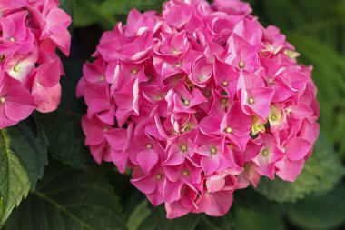 Hortense, pembe çiçek açan ortanca bush. Karanfiller. Ortanca Haziran ile Ekim sonuna kadar açar..