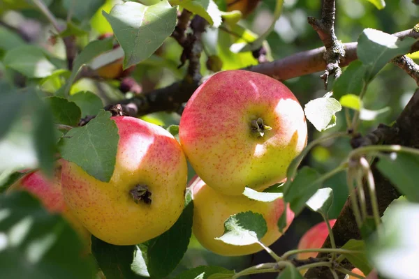 Färska Mogna Äpplen Gren Foto Mogna Äpplen Ett Träd Frukt — Stockfoto