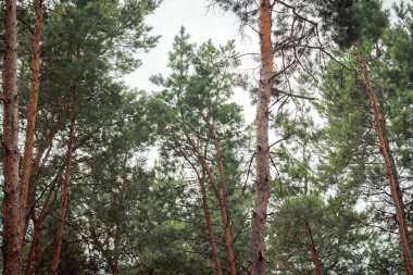 kalın çam ormanı. iğne yapraklı ağaçlar, arka plan doku gövdeleri. Sorunsuz soyut