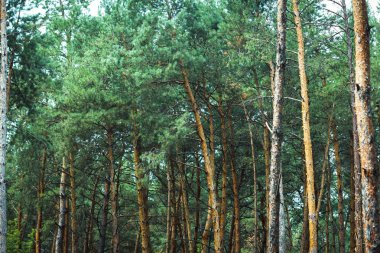 kalın çam ormanı. iğne yapraklı ağaçlar, arka plan doku gövdeleri. Sorunsuz soyut