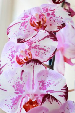 beyaz bir arka plan üzerinde çiçek orkide. çiçek açan orkide. Dekoratif çiçek