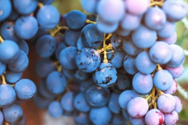 sulu olgunlaşmış üzümler. Bir avuç üzüm bahçesinde. Şarap yapma ve meyve suları. Seçici odak