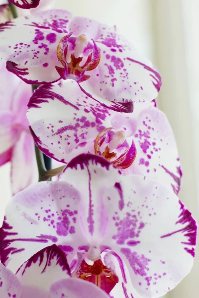 Bloemen Orchideeën Een Witte Achtergrond Bloeiende Orchidee Decoratieve Bloem — Stockfoto