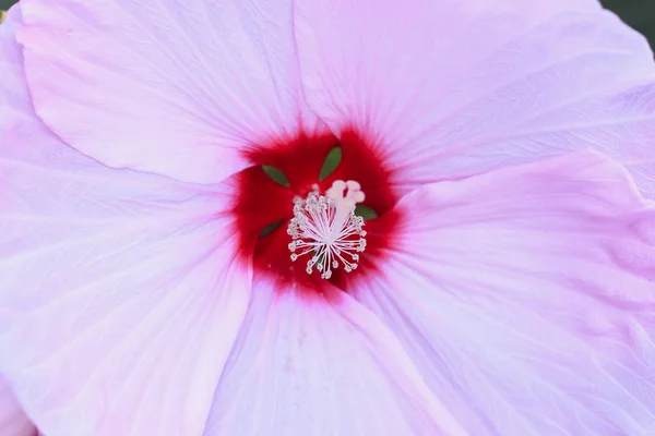 Schöne Große Zartrosa Blume Garten Sommertag — Stockfoto