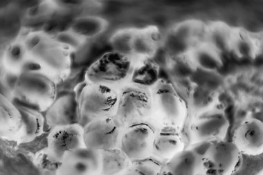 Mikroskop altında hücre veya hücreleri mikroskop altında. Bakteri veya enfeksiyon çarpımı. Bilimsel deneyim. hücreleri - görüntü saldıran