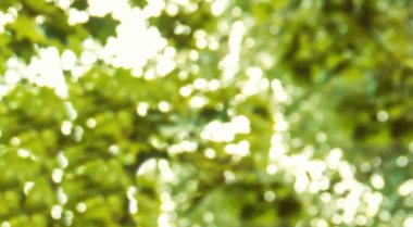 Güzel yeşil bokeh arka plan. Bokeh bırakır. Yeşil arka plan bulanık - görüntü