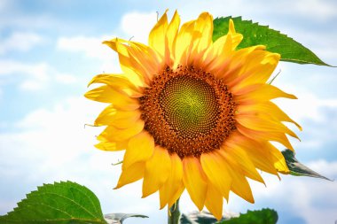 Bir ayçiçeği mavi gökyüzü parlak sarı çiçek. Ayçiçeği güneş çiçekler. Açık havada ayçiçeği