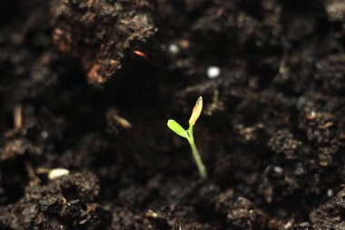 yeşil sürgünler, filizlenmiş buğday filizi - olgun ve lezzetli otlar