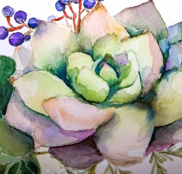 Textury Akvarelu Sukulentní Květiny Malování Světlé Květiny Květinová Zátiší Ilustrace — Stock fotografie