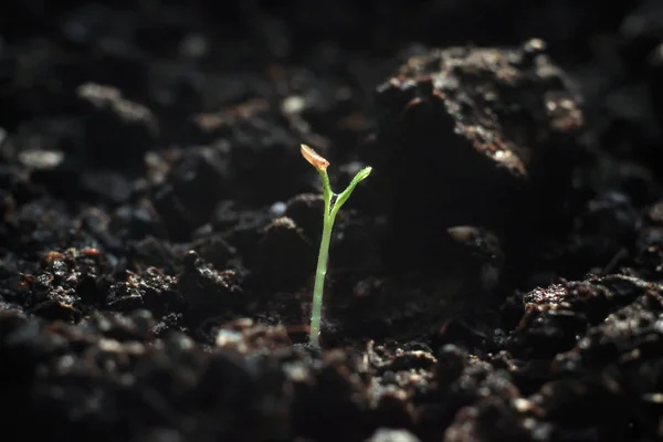 Green Shoots Sprouted Grain Sprouts Ripe Succulent Herbs — Stock Photo, Image