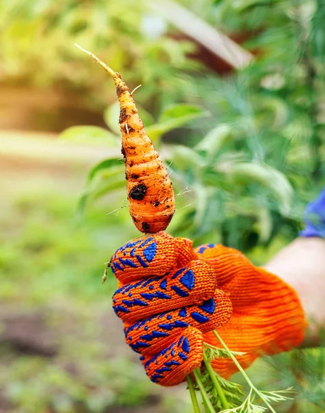 fresh carrot from the garden cleaning work in the garden in the summer, taking care of flowers and plants, hands in garden gloves gardener