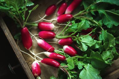 Üst görünümü eski ahşap masa üzerinde taze kırmızı turp. Büyüyen organik v