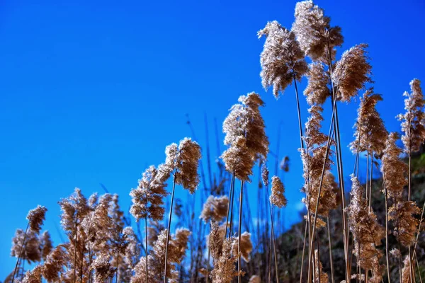 Taureau contre le ciel bleu. La nature. Plante marécageuse — Photo