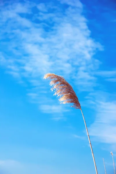 Roseaux Solitaires Contre Ciel Bleu Image — Photo