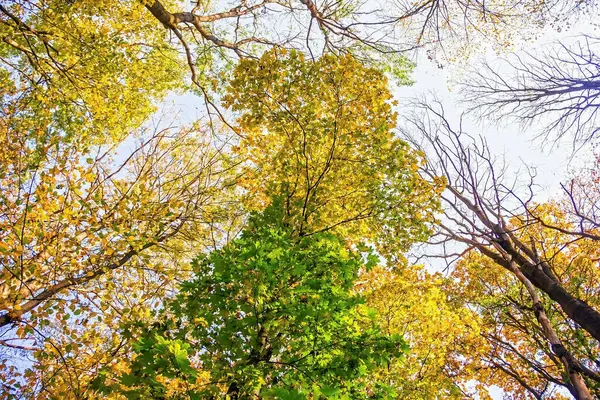 Разноцветные Короны Деревьев Падении Голубое Небо Вид Снизу Вверх — стоковое фото