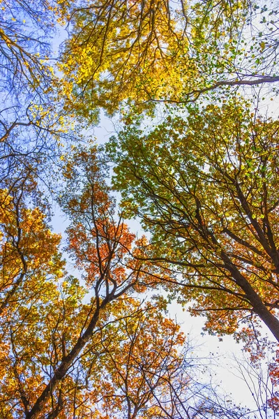 Coronas Multicolores Árboles Caída Contra Cielo Azul Vista Abajo Hacia —  Fotos de Stock