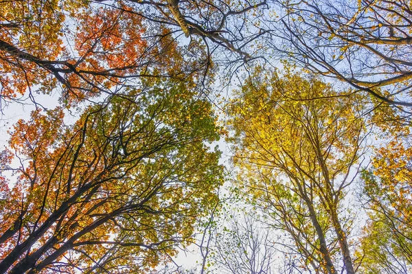 多色の木の冠が青い空に対して秋に 下からの眺め — ストック写真