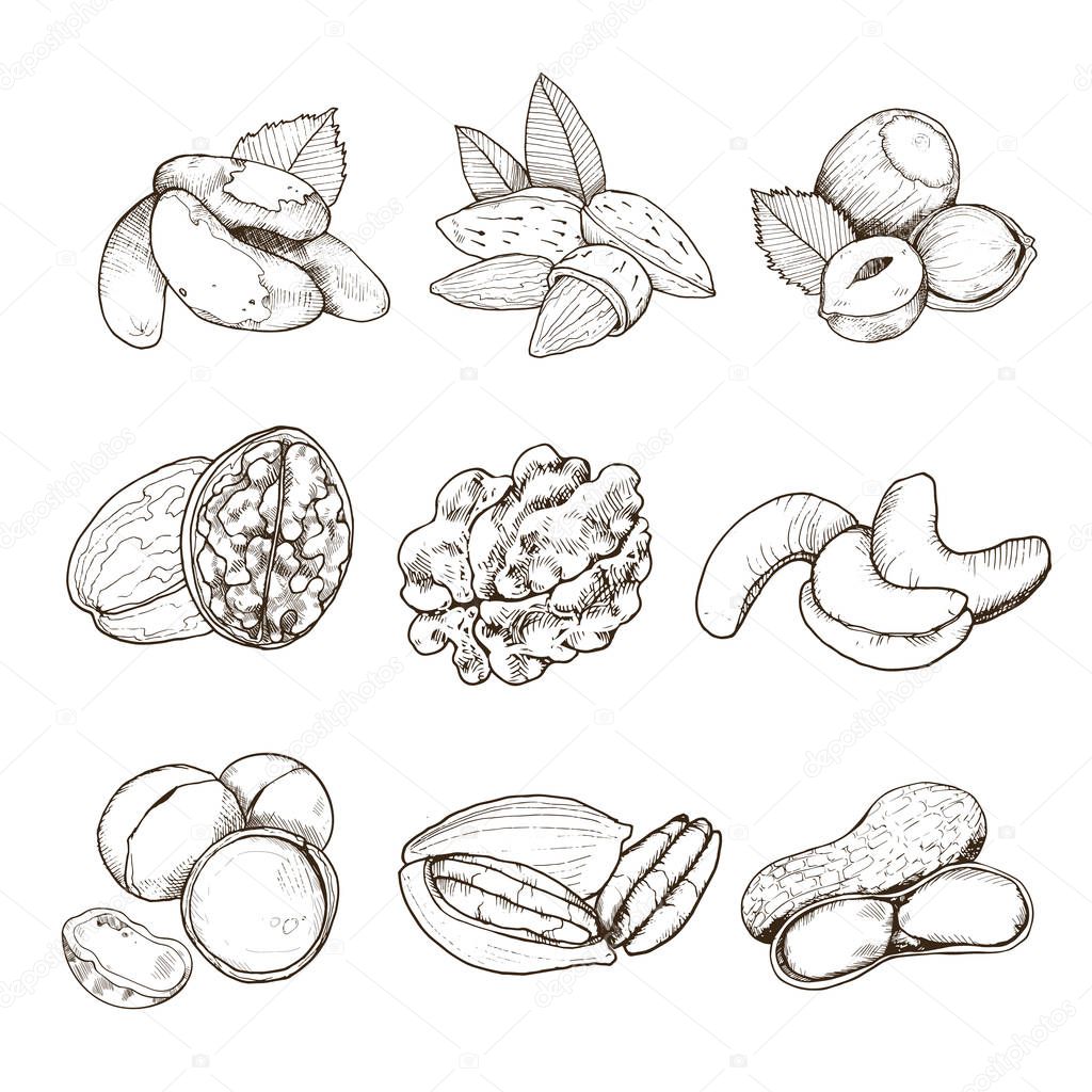vector nuts set