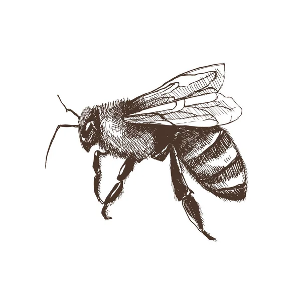 Ručně tažené včela — Stockový vektor