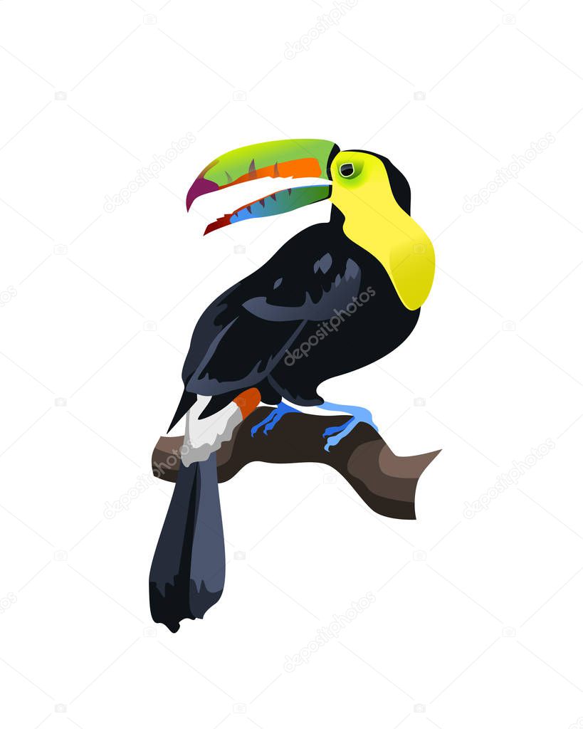 tropical bird isolated