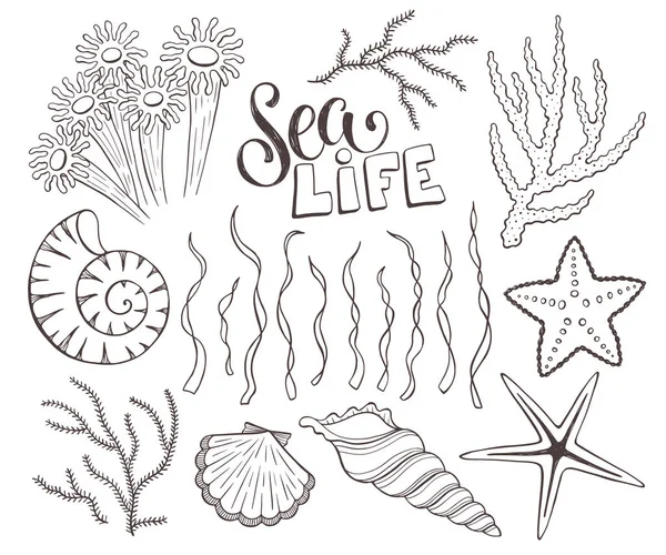 Seashells skiss samling vektor illustration — Stock vektor