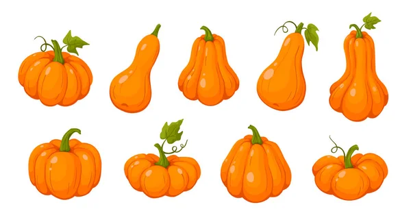 Coloful Pumpkins Set Vector Illustration — Stock Vector