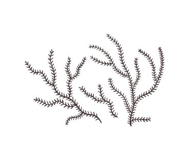 Deniz yosunu kroki koleksiyonu vektör illüstrasyon