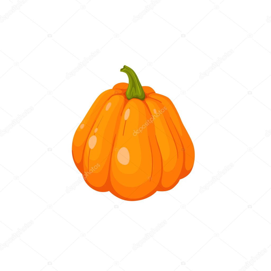pumpkin vector illustration