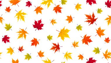 düşen yaprakları izole