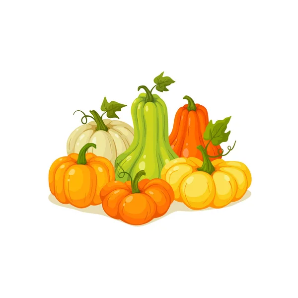 Ilustración del vector de calabaza — Archivo Imágenes Vectoriales