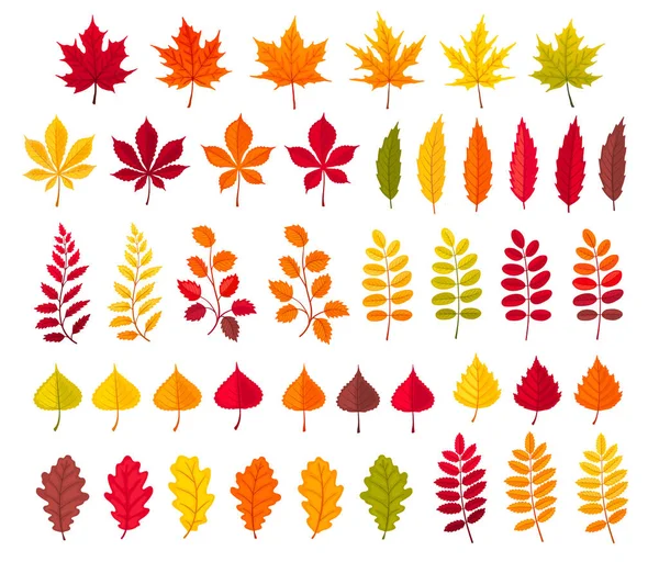 Autumn leaves collection — Stock Vector