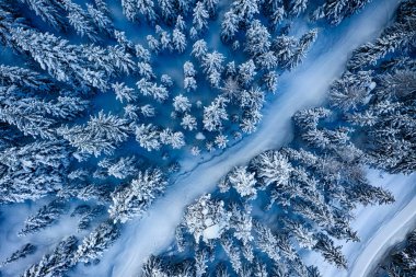 Aerial. Trees and snow in a winter forest. Nature background top view from drone. clipart