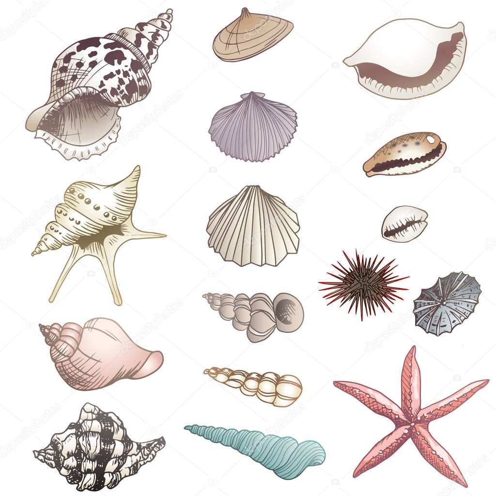 Vector seashells illustrations