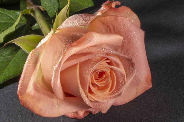 rose with drops on the petals