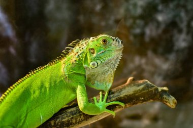 bir şube iguana yakın çekim