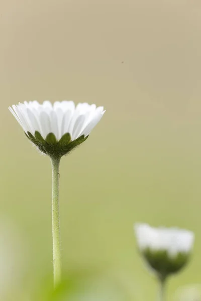 Bellis Perennis Comumente Chamado Chiribita Margarida Comum Pascueta Veludo Tiro — Fotografia de Stock