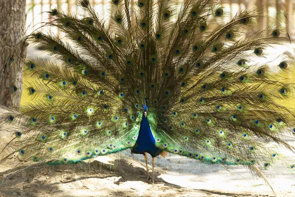 Male Peacock Outstretched Wings His Bridal Courtship Horizontal Shot — Stock Photo, Image