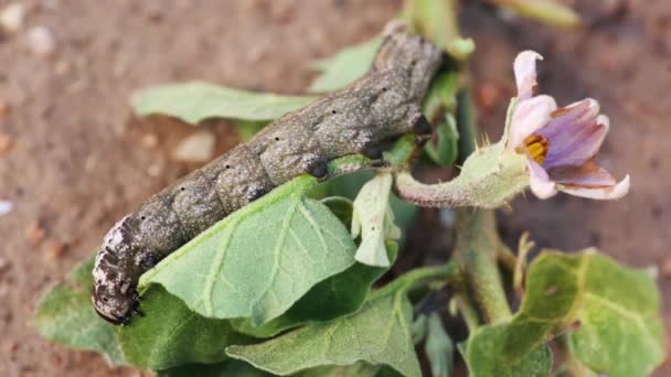 ナスの植物の葉を食べるアフリカの死のスフィンクス — ストック動画