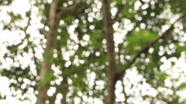 Bokeh ışık ağacı, arka plan, düşük açılı görünüş
