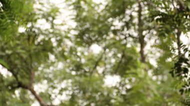 Bulanık doğa arka plan, defocused