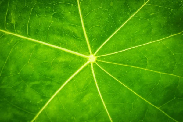 Текстура Зеленого Леафа Улучшает Природный Рисунок Растения Биология — стоковое фото