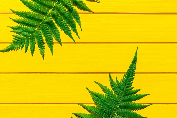 태국 고사리 열대 식물 녹색 색상 에 노란색 나무 질감 — 스톡 사진