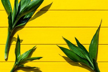 Üstgörünüm Dracaena sanderiana, Liliaceae, Kurdele Planı sarı w