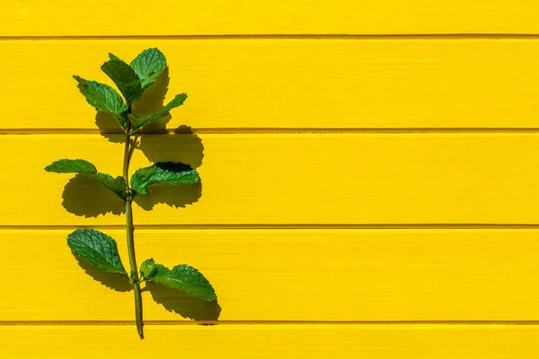 Fresh mint leaves isolated on yellow background, top view.